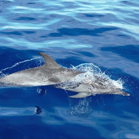 Observação de Baleias