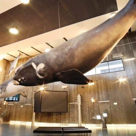 Whale Museum